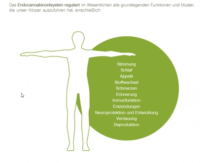 Bio Hanftee Teebox mit 20 Teebeutel